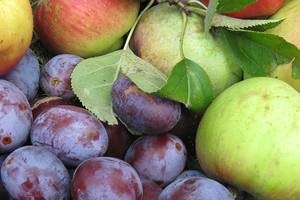Äpfel und Pflaumen