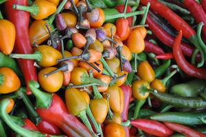 Chiliernte